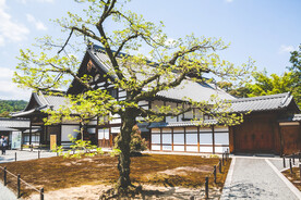 靠近白褐小屋的绿叶树