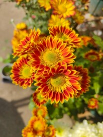 菊花