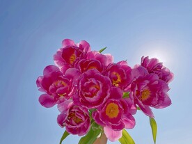 粉红色月季花