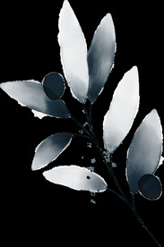 水墨 花型叶子植物