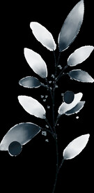 粉色花型叶子植物