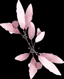 粉色花型叶子植物