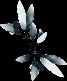 青色花型叶子植物