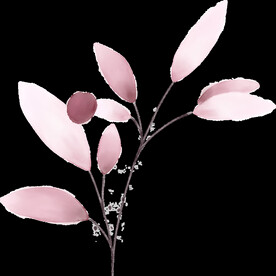 粉色花型叶子植物