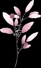 粉色花型叶子植物