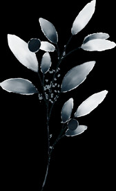 粉色花型叶子植物