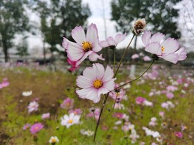 美丽清新格桑花