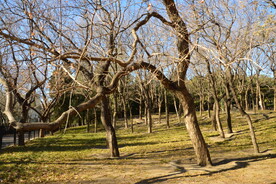 公园风景  