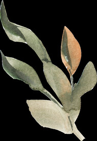 橘黄色阳光花卉贺卡婚礼装饰图案