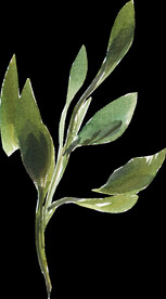 橘黄色阳光花卉贺卡婚礼装饰图案