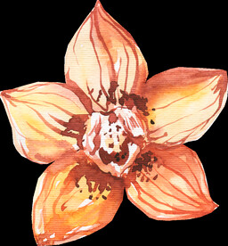 橘黄色阳光花卉贺卡婚礼装饰图案