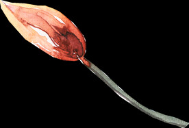 橘黄色阳光花卉贺卡婚礼装饰图案