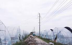 大棚蔬菜农业种植