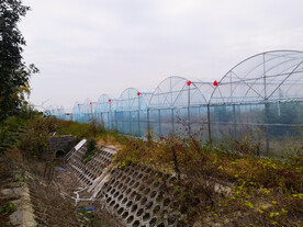 现代化农业大棚蔬果种植