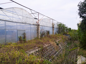 现代化科技农业大棚蔬菜