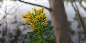 一枝黄花图片