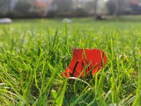 小清新绿色草地红色树叶