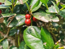 枸骨猫儿刺绿植