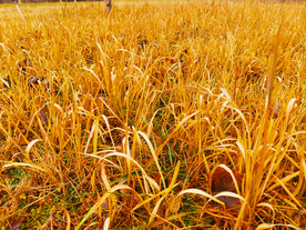 金黄的白茅草