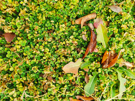 绿色小草纹理背景