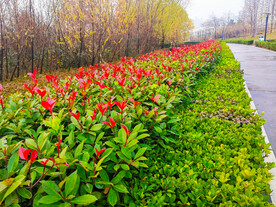 景观绿植绿化