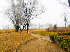 初冬的公园草地