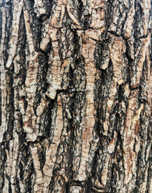 树皮纹理背景