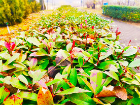 冬青树发的新芽