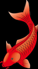 锦鲤元素图片