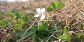 紫花地丁图片