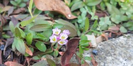 蓼子花草