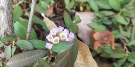 蓼子草花图片