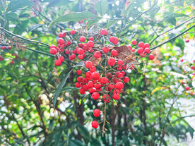 红色南天竹果实