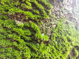 树上的绿色青苔