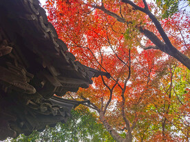 红色枫叶和中式建筑屋檐