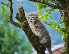 猫