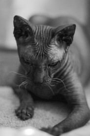 无毛猫