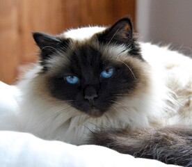 猫