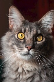 猫