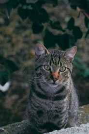 猫
