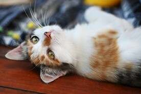 猫