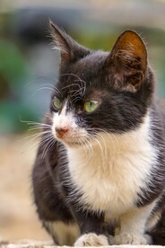 猫