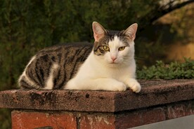 猫