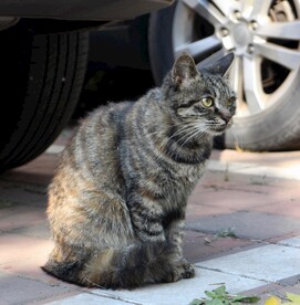 猫