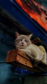 猫