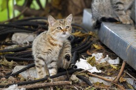 猫
