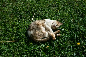 猫