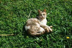 猫