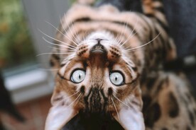 猫