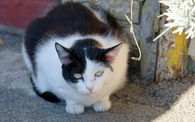 猫